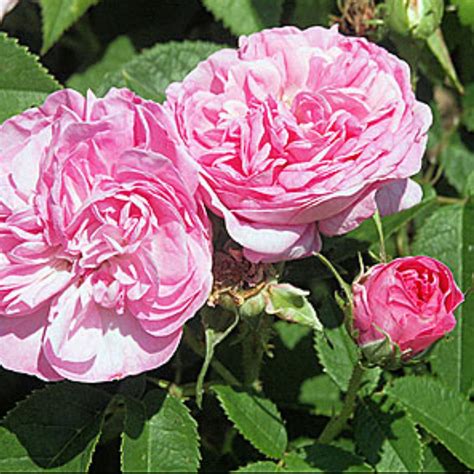 Damask Rose Plant Buy at Robert Bible blog