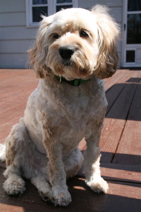 Image result for Dogs 101 Cockapoo