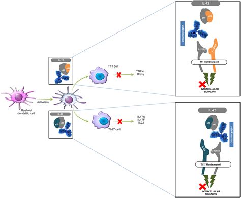 Ustekinumab in Dermatology: Approved Indications and Off-label Uses
