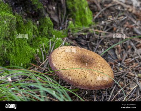 A wide variety of wild fungus in China henan funiu jungle Stock Photo ...