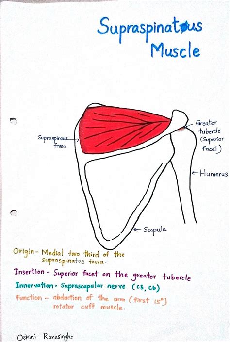 Gross Anatomy, Human Anatomy, Shoulder Anatomy, Physical Therapy ...