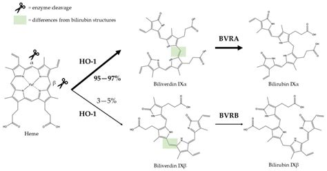 Bilirubin Hepatic and Intestinal Transport and Catabolism: Physiology ...
