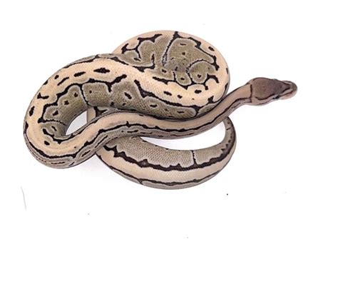 Image result for Desert Ghost Axanthic Ball Python