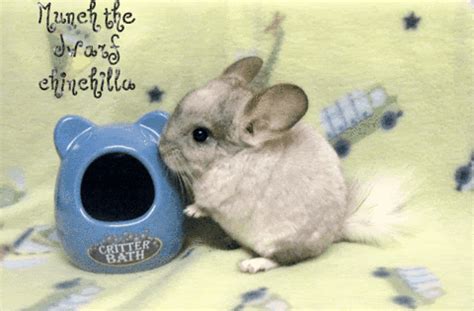 Image result for Dwarf Hamster Exploding MP4