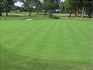 Creeping BentGrass Seeds, 10 lbs : Amazon.in: Garden & Outdoors