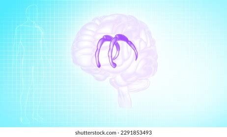 Image result for Cingulate cortex Anatomy