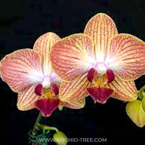 New Arrivals! – Orchid-Tree