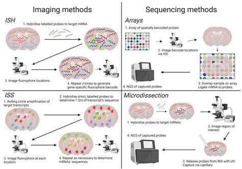 Spatial Transcriptome Method 的图像结果