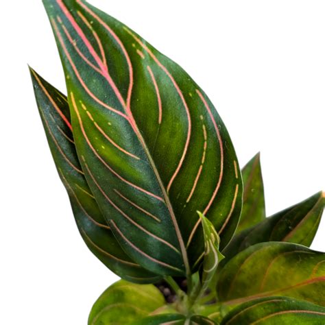 Aglaonema Rotundum – Soiled