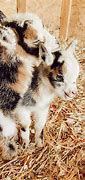 Image result for Spring Baby Goats