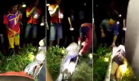 Image result for Humans Cut Out of Python