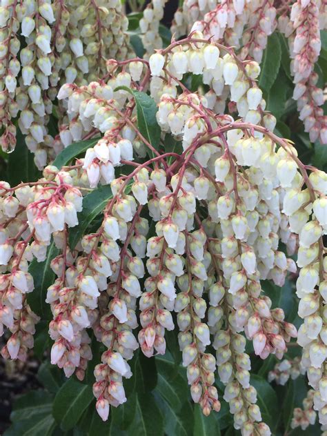 Pieris japonica ‘Dorothy Wyckoff’ – Japanese Andromeda (Non-native) – Catskill Native Nursery ...