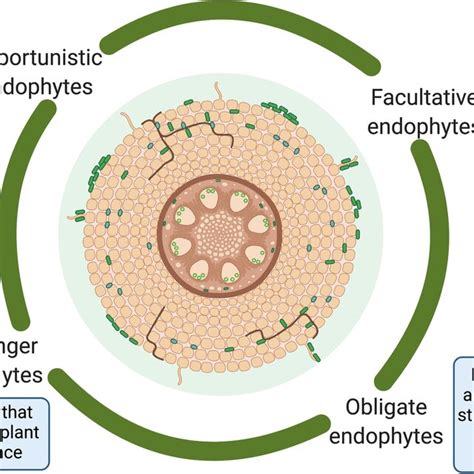 Stress Biology 的图像结果