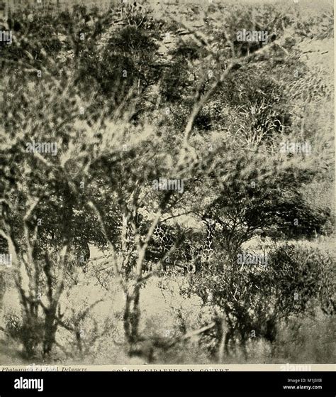 This 1902 magazine provides articles and illustrations on animal life, ecosystems, and the ...