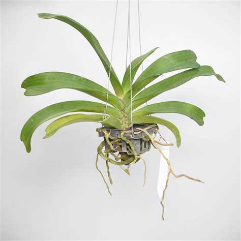 Discover the Whimsical Charm of Rhynchostylis Gigantea Cartoon Orchid ...