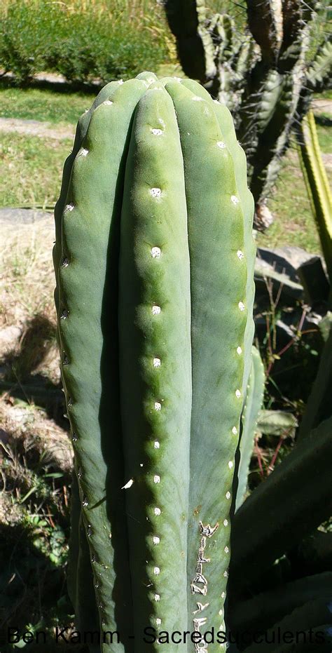 San Pedro Trichocereus Cactus