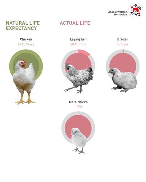Life Expectancy of Chickens - FOUR PAWS International - Animal Welfare ...