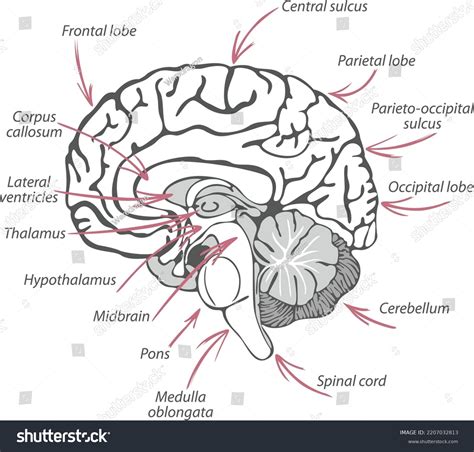 Structure Human Brain Names Sections Vector Stock Vector (Royalty Free) 2207032813 | Shutterstock