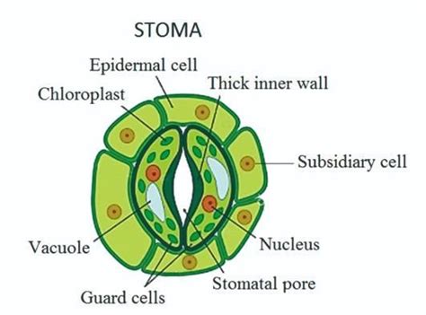 what is photosynthesis . explain briefly. what is stomata. define with ...