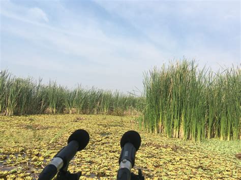 Biomáquinas Animales del Viento – Tania Rubio