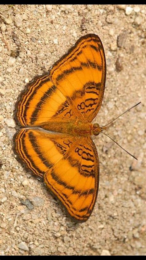 Beautiful Orange and Black Butterfly