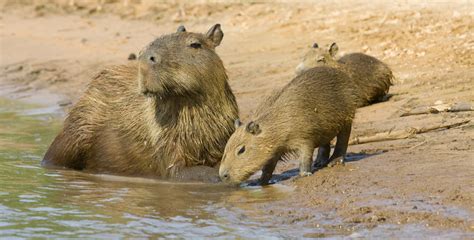 Five Fun Facts About Capybaras | Chimu Adventures