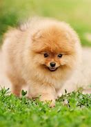 Image result for Cute Mini Dog Breeds