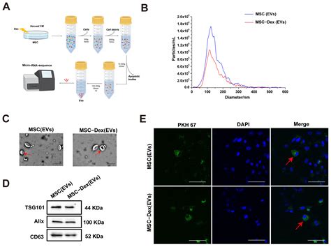 Glucocorticoid-Induced Muscle Satellite Cell-Derived Extracellular ...