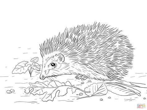Hedgehog Colouring Pages