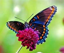 Image result for Cool Colorful Animal Wallpaper