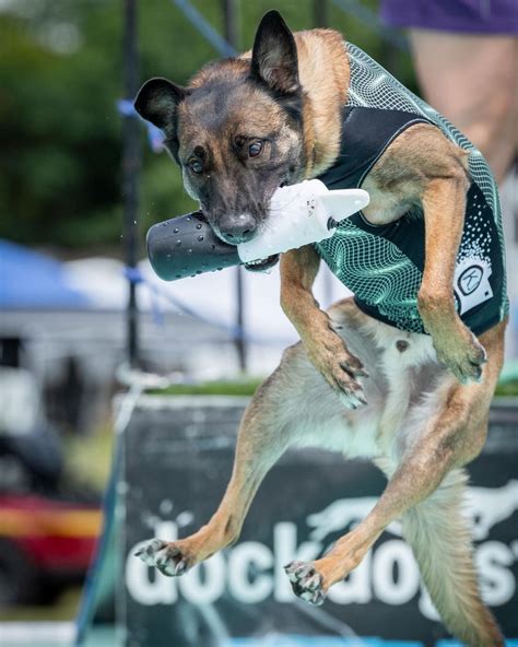 Image result for Dog Diving Platform