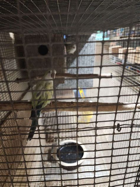 17 joung Quakers breeding pair for sale