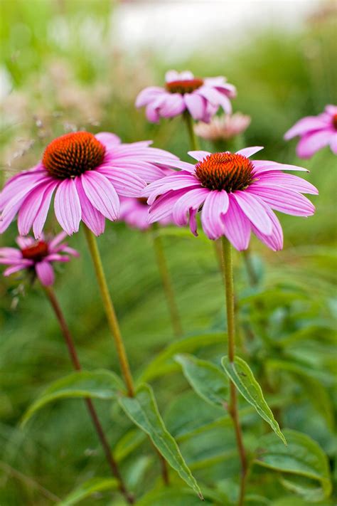 Outdoor Drought Resistant Plants 14 Drought Tolerant Perennials That