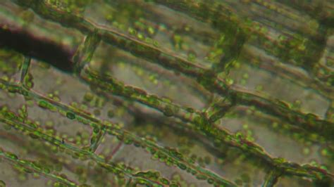 Light Microscope Micrograph 的图像结果