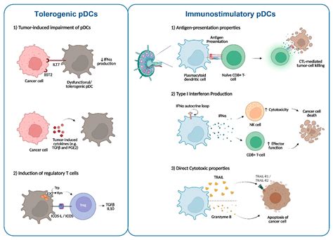 Plasmacytoid Dendritic Cells as a Novel Cell-Based Cancer Immunotherapy
