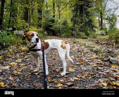 Beagle-pitbull mix on path in forest on fall day Stock Photo - Alamy