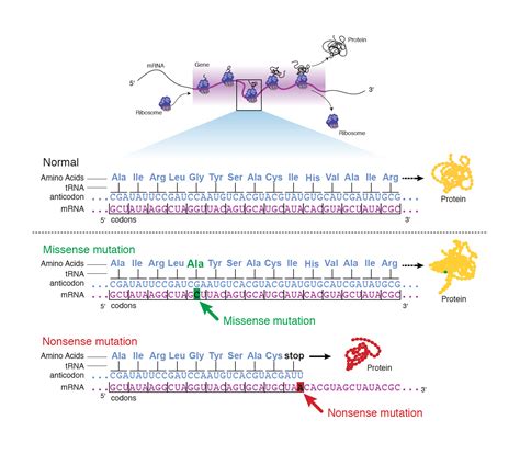 Image result for Point mutation Causes