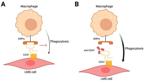The Future of Targeted Therapy for Leiomyosarcoma