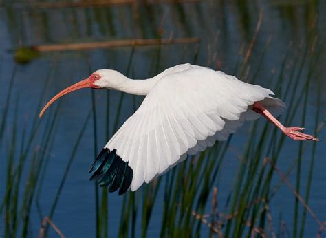 White Ibis Habitat