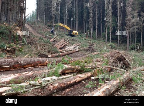 Image result for Felling Machine