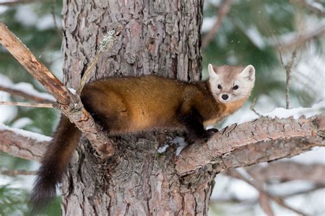 Pin Weasel Cousin Animals Difference Between A Weasel Vs Ferret,
