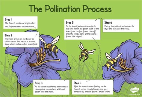 Image result for Insect Pollination Poster
