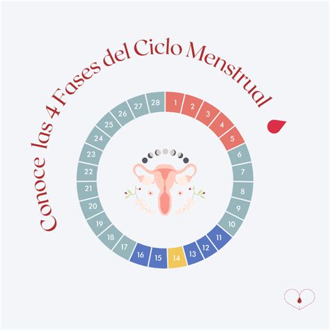 Las 4 Fases del Ciclo Menstrual – Cultura Menstrual Sierra de Gata