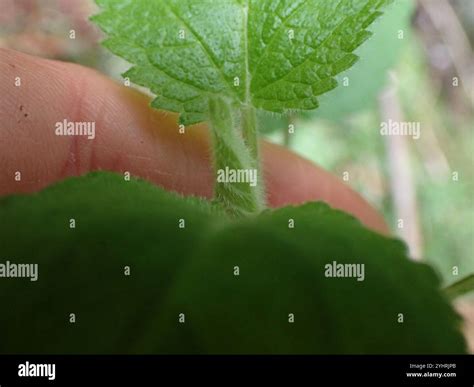 mint family (Lamiaceae Stock Photo - Alamy