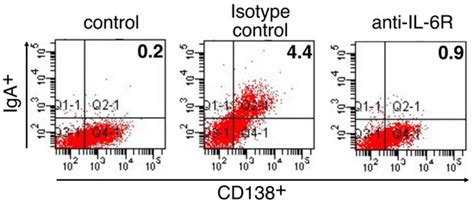 Role of Interleukin-6 in the Antigen-Specific Mucosal Immunoglobulin A ...