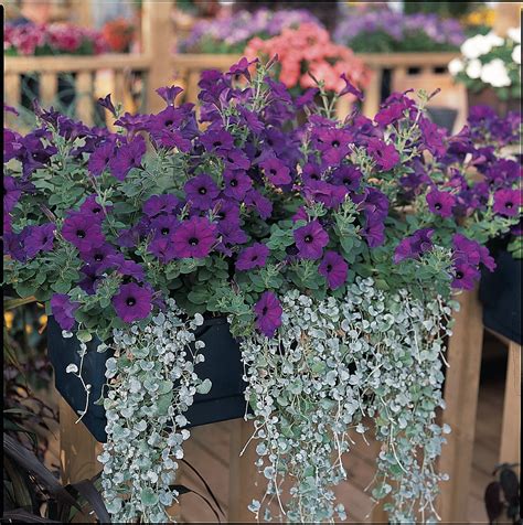 Wave-Petunia — A & B Dalrymple's Country Farm Greenhouse
