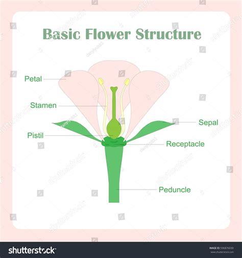 Flower Structure 的图像结果