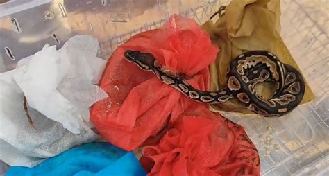 Three arrested in Andhra's Srikakulam for wildlife trafficking, rare ...