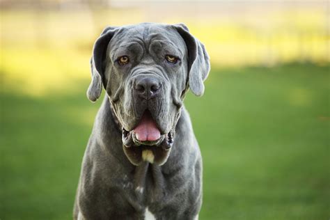 Neapolitan Mastiff Great Dane Mix