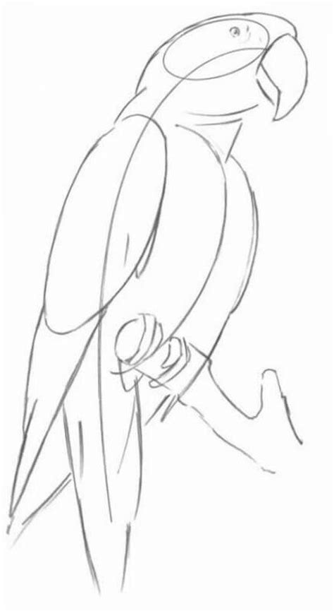 Image result for How to Draw a Parrot Two